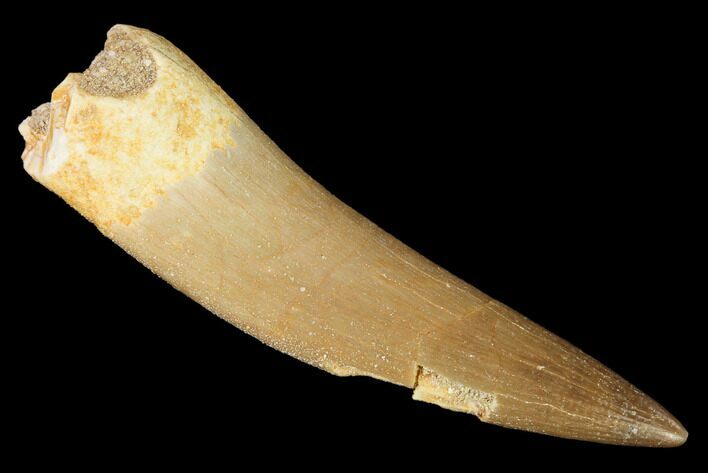 Fossil Plesiosaur (Zarafasaura) Tooth - Morocco #163748